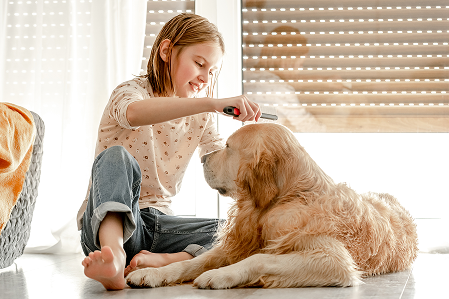 How to Properly Groom Your Dog at Home